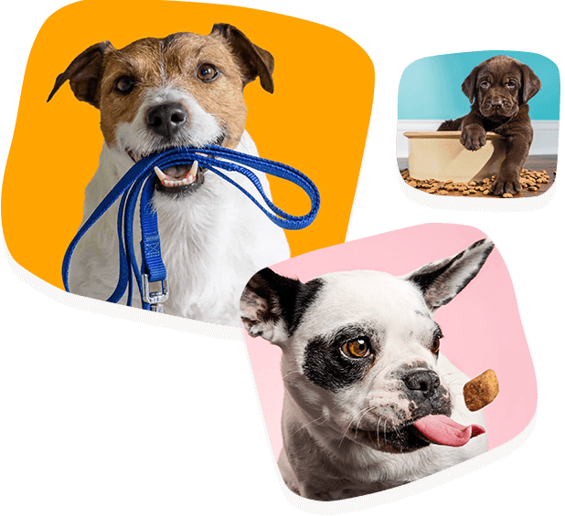 Dog Breeds Grooming Texas