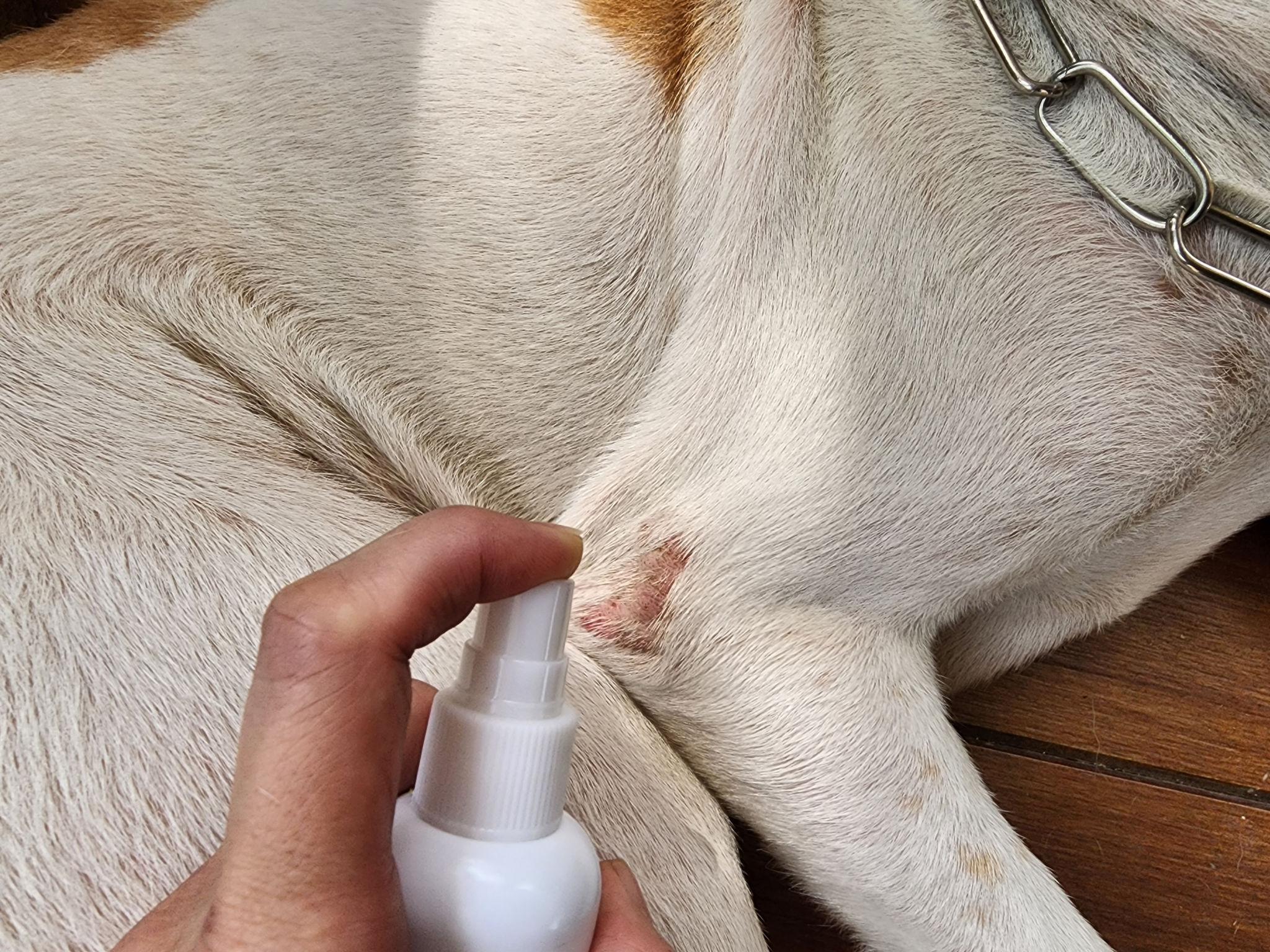 Pet allergies and care in Texas