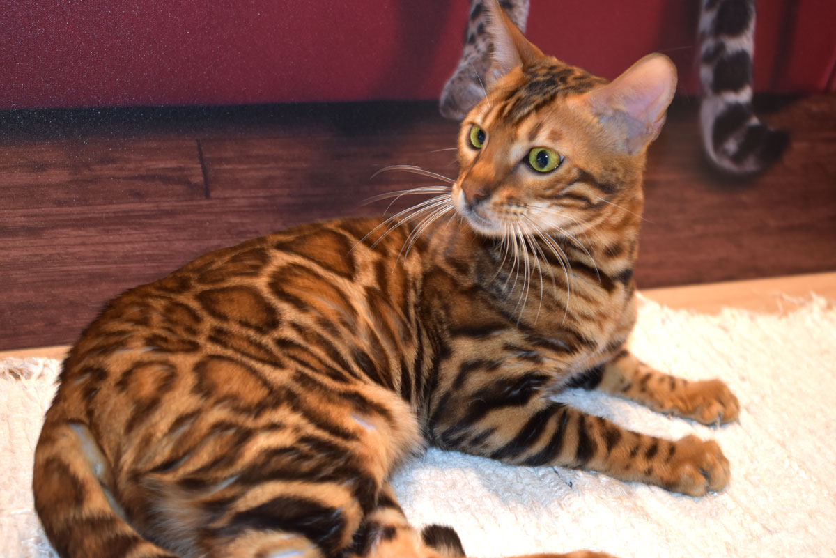 Bengal Cat in Texas