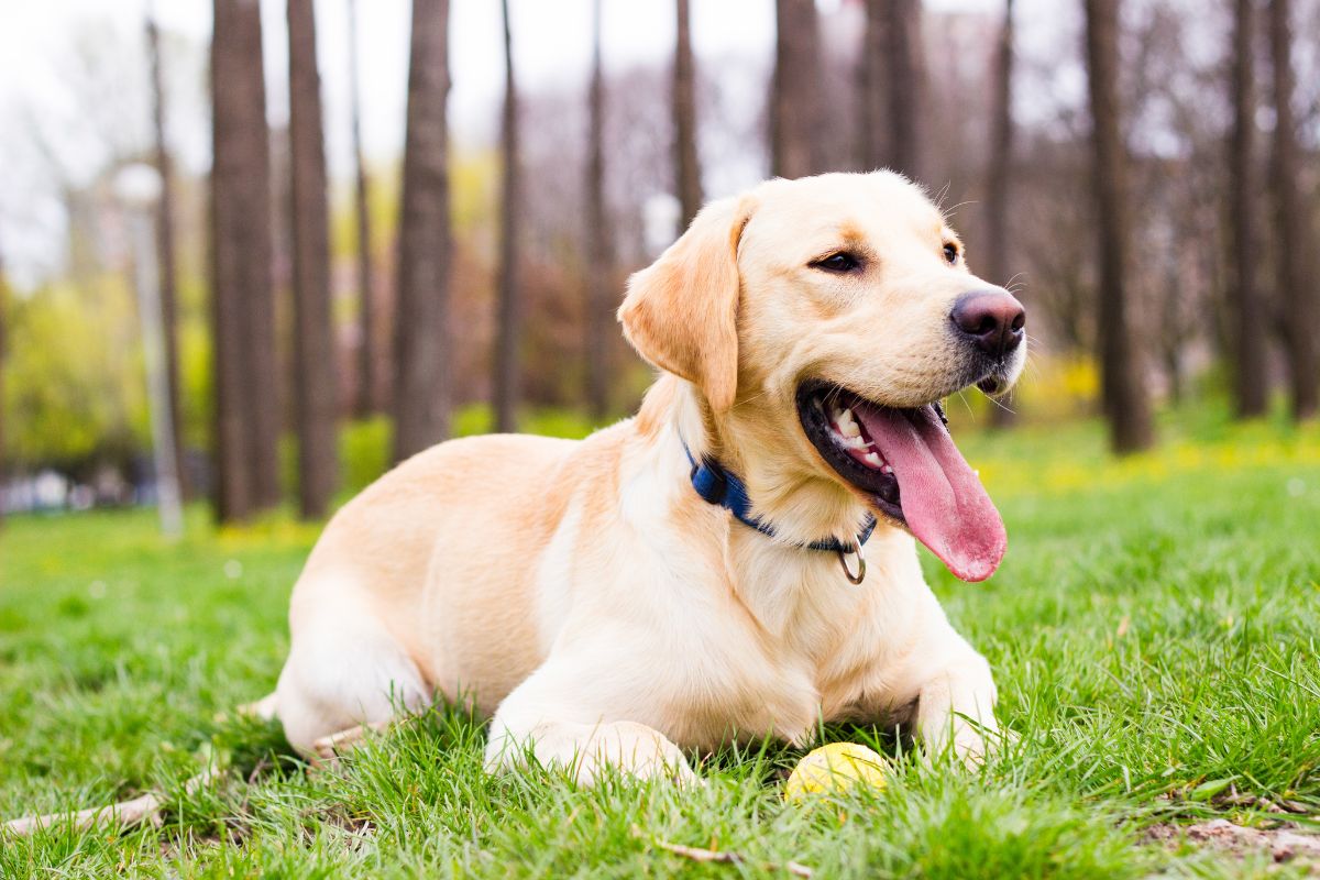 Labrador Retriever Care