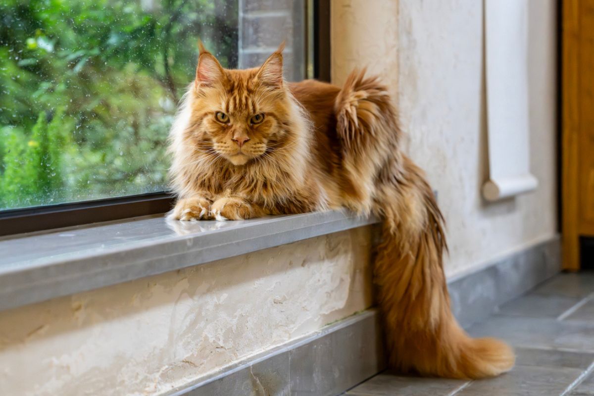 Maine Coon Cat Care